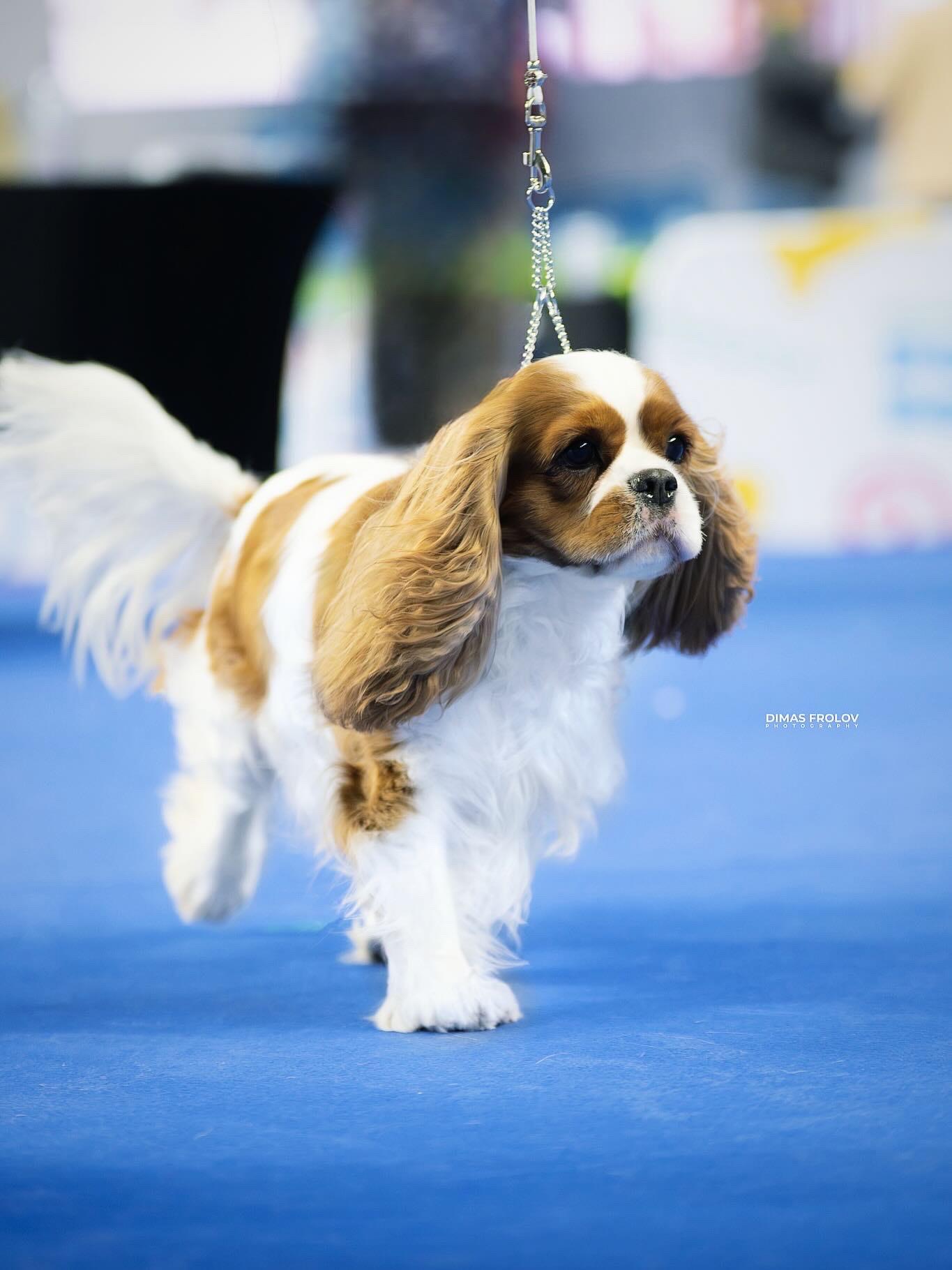 Charlotte Cavalier King Charles Spaniel