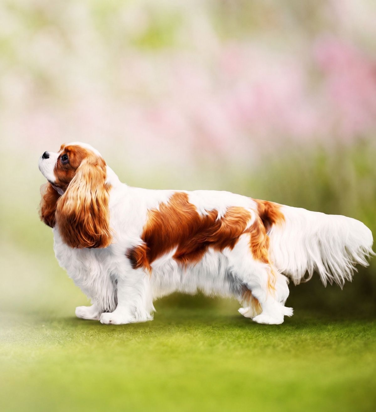 Charlotte Cavalier King Charles Spaniel