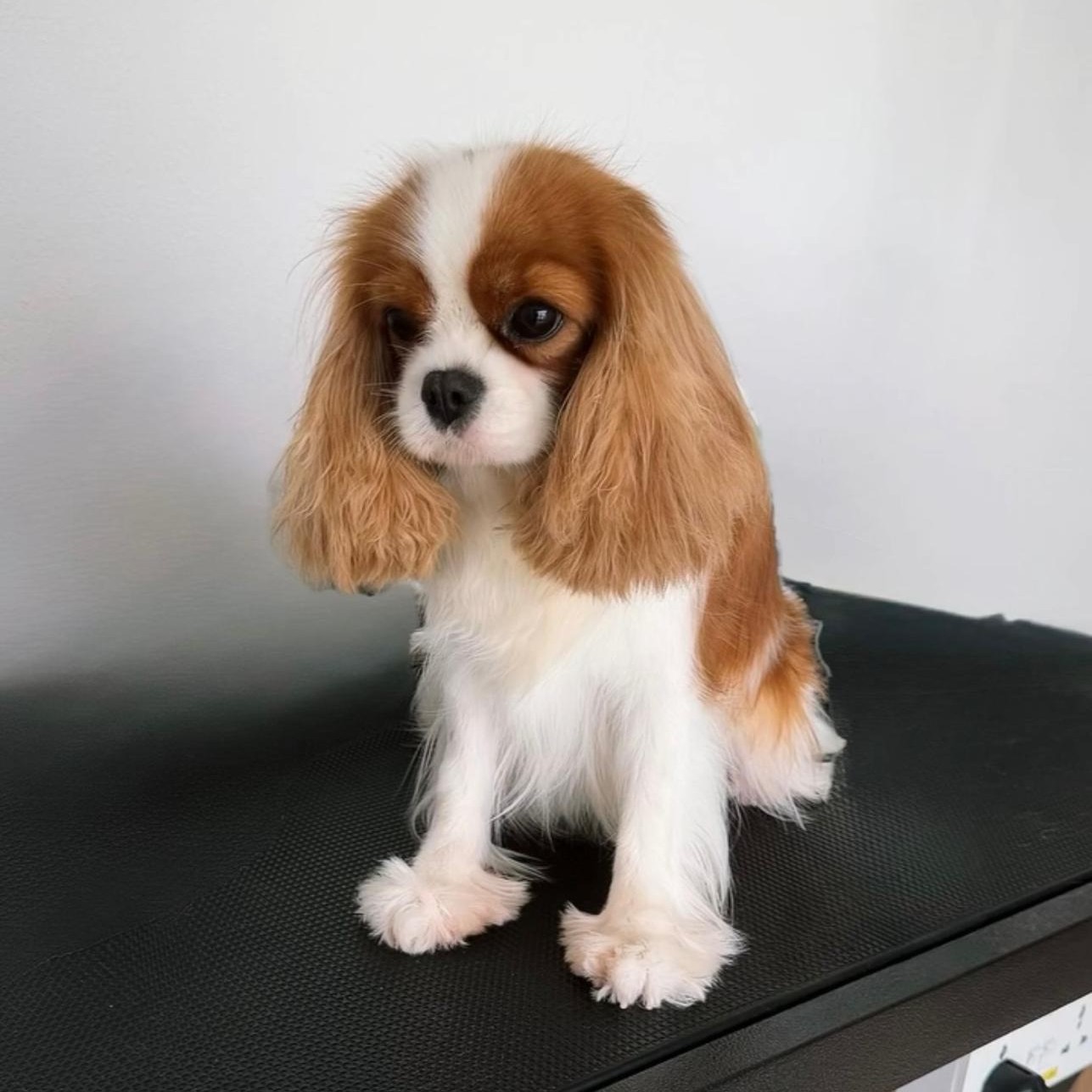 Cavalier King Charles Spaniel